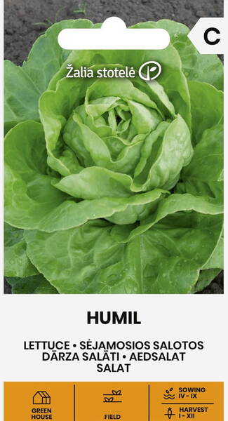 Keräsalaatti talvinen "Humil" (voisalaatti)